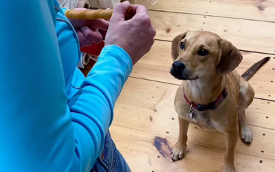 Love my job. Love my workroom dog.